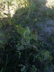 Heterotheca inuloides