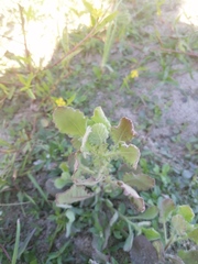 Heterotheca inuloides