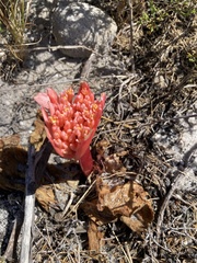 Haemanthus sanguineus