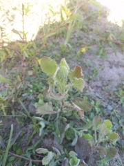 Heterotheca inuloides