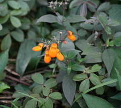 Calceolariaceae