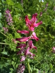 Fumaria densiflora