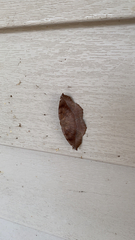 Eutrapela clemataria