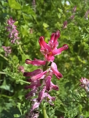 Fumaria densiflora