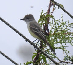 Myiarchus tyrannulus