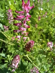 Fumaria densiflora