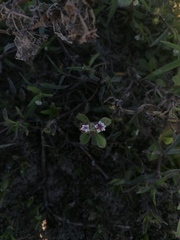 Phyla nodiflora