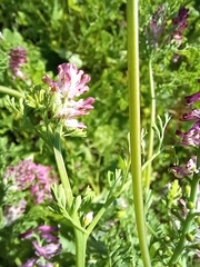 Fumaria densiflora
