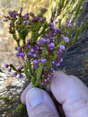 Erica ferrea