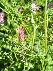 Fumaria densiflora
