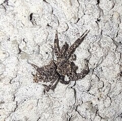Spartaeinae