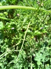 Fumaria densiflora