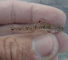 Pomatoschistus marmoratus