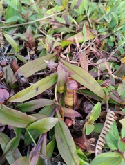 Nepenthes gracilis