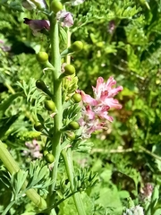 Fumaria densiflora