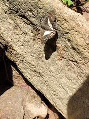 Sophista plinius