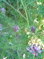 Fumaria densiflora