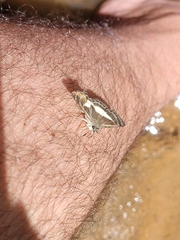 Sophista plinius