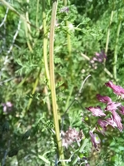 Fumaria densiflora