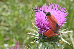 Zygaena rubicundus