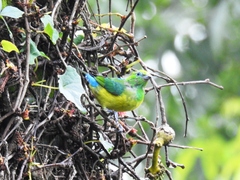 Chlorophonia cyanea