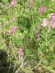 Fumaria densiflora