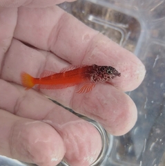 Tripterygion melanurus