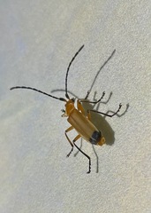 Cantharinae