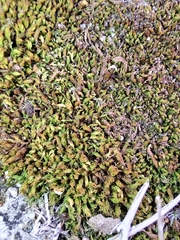 Vinealobryum vineale