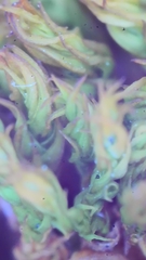 Vinealobryum vineale