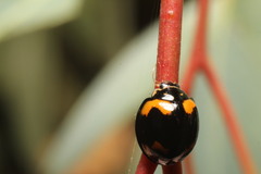 Cheilomenes sexmaculata