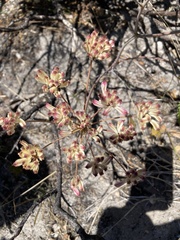 Annesorhiza macrocarpa