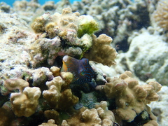 Canthigaster solandri