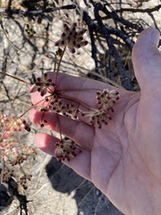Annesorhiza macrocarpa