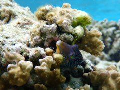 Canthigaster solandri