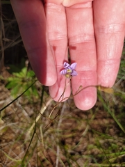 Wahlenbergia undulata
