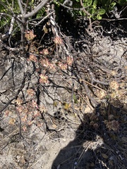 Annesorhiza macrocarpa