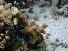 Canthigaster solandri