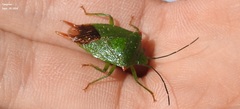 Acanthosoma labiduroides