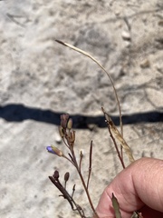 Heliophila linearis linearifolia