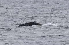 Eubalaena glacialis