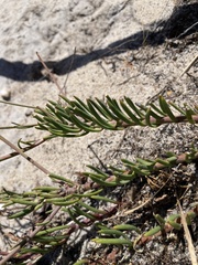 Heliophila linearis linearifolia