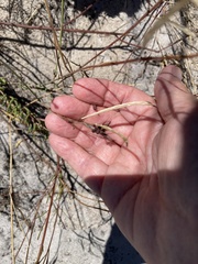 Heliophila linearis linearifolia