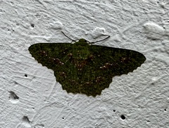 Herochroma cristata