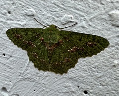 Herochroma cristata