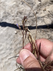 Heliophila linearis linearifolia
