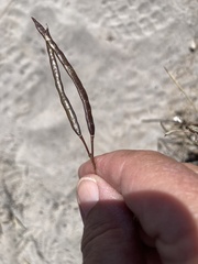 Heliophila linearis linearifolia