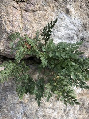 Asplenium ruta-muraria