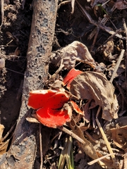 Sarcoscypha austriaca