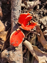 Sarcoscypha austriaca